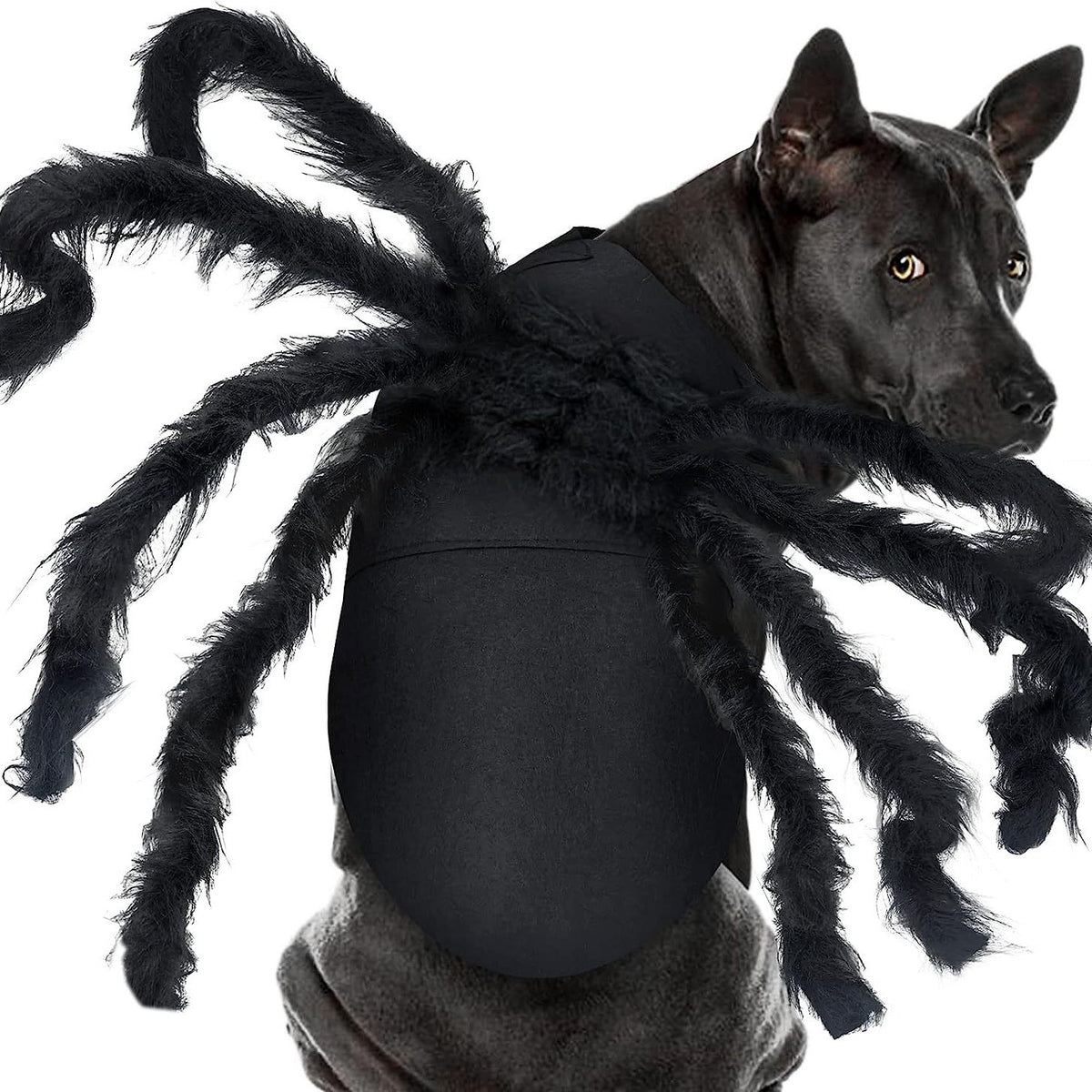 Halloween pet prop bat wings